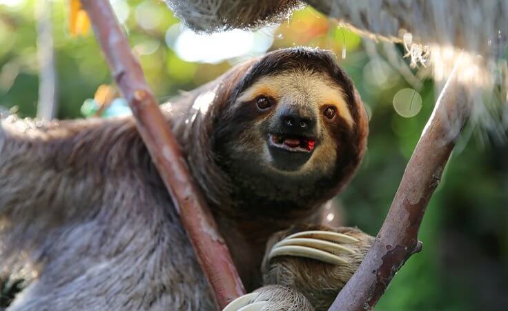 Cable & Wireless Panama Is No Sloth With Proactive Monitoring